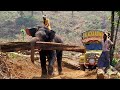 elephant lifting tree🐘😱