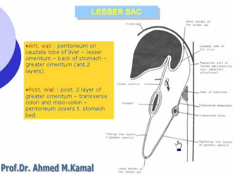 3 Lesser sac   د - أحمد مصطفى كمال