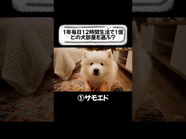 12時間チャレンジどの犬部屋を選ぶ？🐕