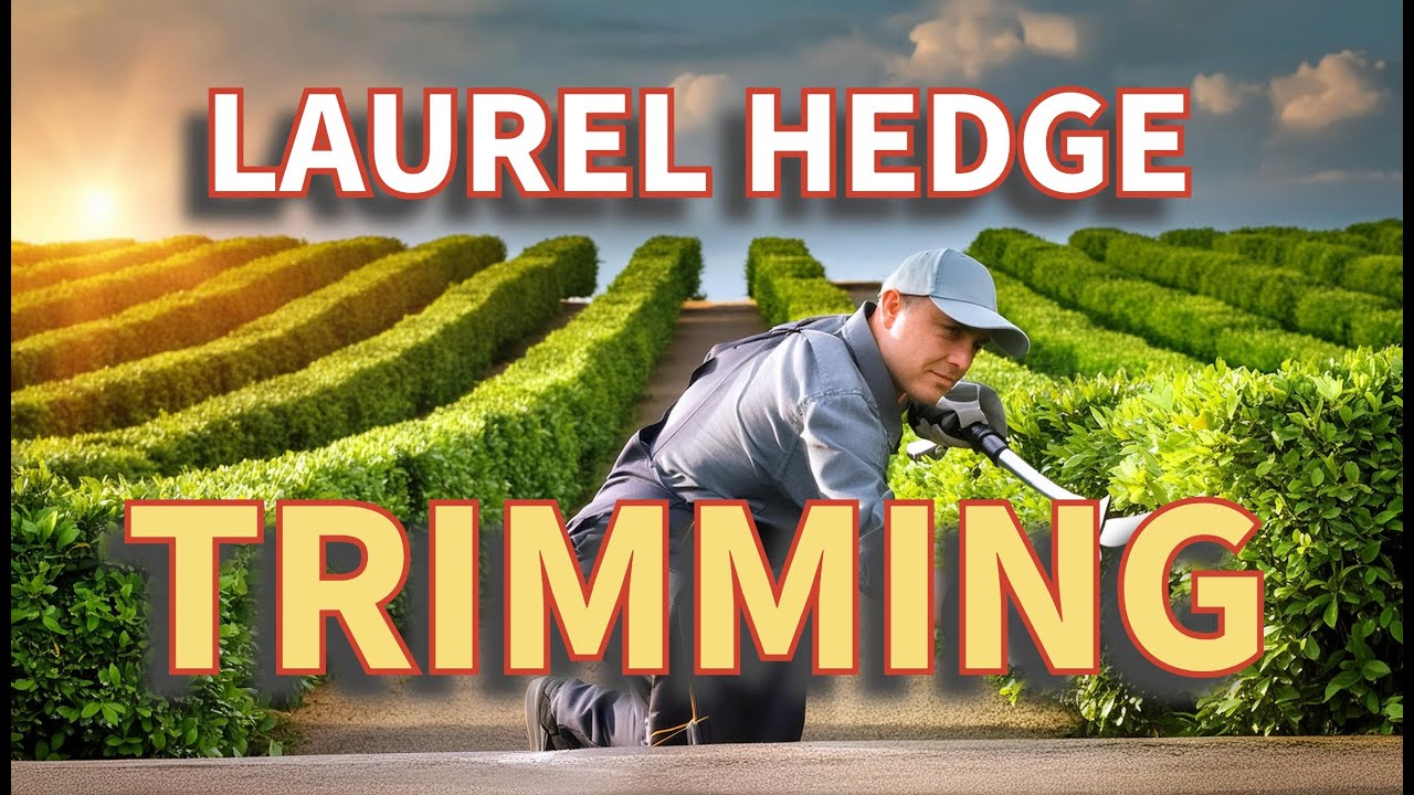 LAUREL HEDGE Perfectly Trimmed- Master Your Hedge Trimming Skills - YouTube
