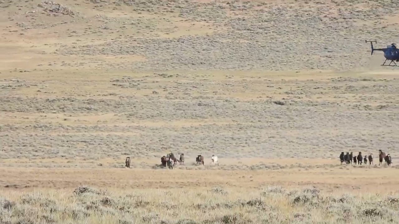 North Landers Complex, WY  BLM Wild Horse Round-Up 7/1/24 Video 7