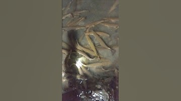 Cá Sấu Hoả Tiễn giá rẻ tại shop sdt 0973.561.946