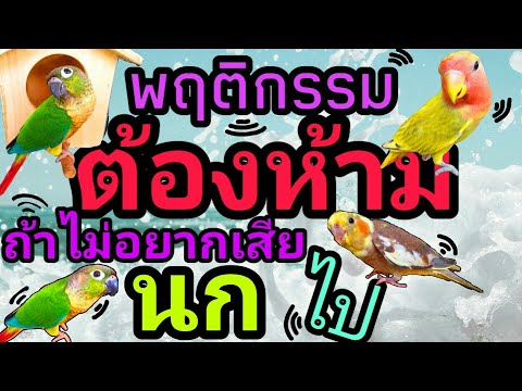 วีดีโอ: จะบอกได้อย่างไรว่านกของคุณไม่มีความสุขหรือเครียด - วิธีเลี้ยงนกให้มีความสุข