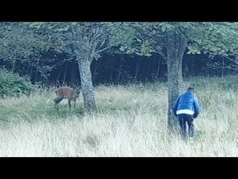 Deer Using Phone Deer hunting with mobile phones in Tatranská Lomnica , Slovakia - YouTube