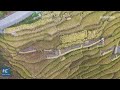 Chinese farmers celebrate harvest at terraced fields in Guilin