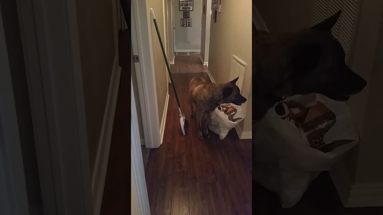 Dog Afraid of Broom
