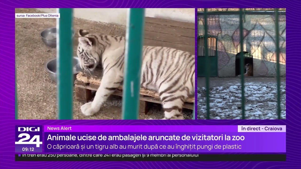 Un pui de tigru alb a murit la grădina zoologică din Craiova. Nu e primul incident de acest fel