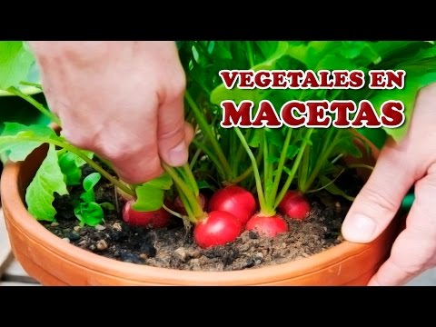 Video: Verduras para ensalada cultivadas en contenedores: consejos sobre cómo cultivar una ensalada en una maceta