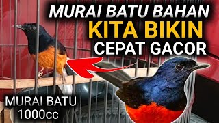 MURAI BATU QUICKLY SINGS HOW TO CARE FOR A 1000cc MURAI BATU | THE LATEST MURAI BATU DRK