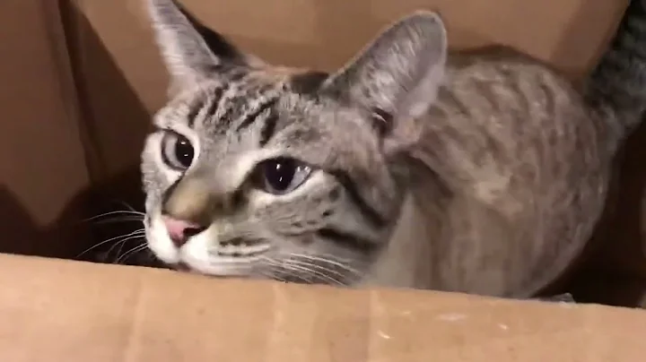 Video 2640111: lynx point siamese, lynx playing, rescued shelter