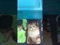Real result of Colorful mobile cover DIY printing phone case 3D sublimation printer machine