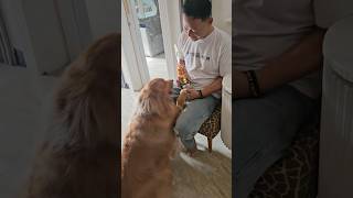 Ternyata alasan wooly main bola biar dapat piala kayak kakak