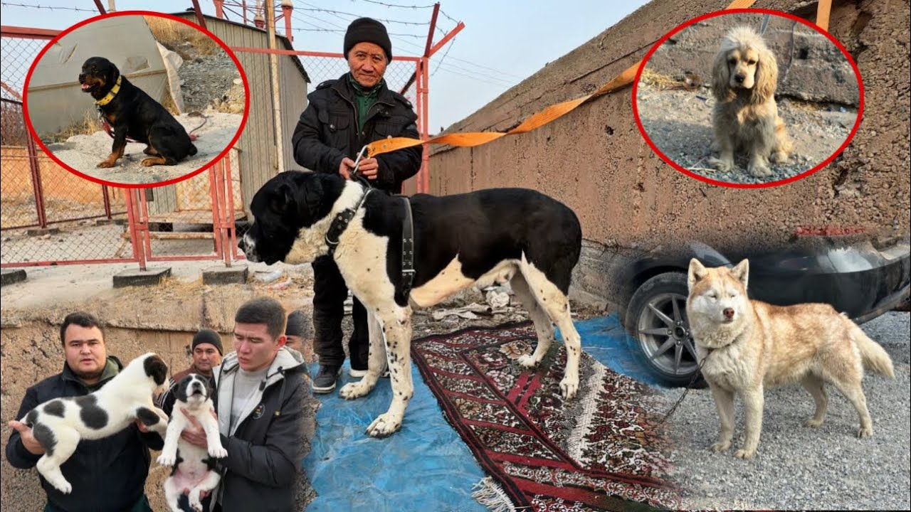 ФАРГОНА  БЕШБОЛА ИТ БОЗОРИ НАРХЛАРИ Ферганский собачий рынок