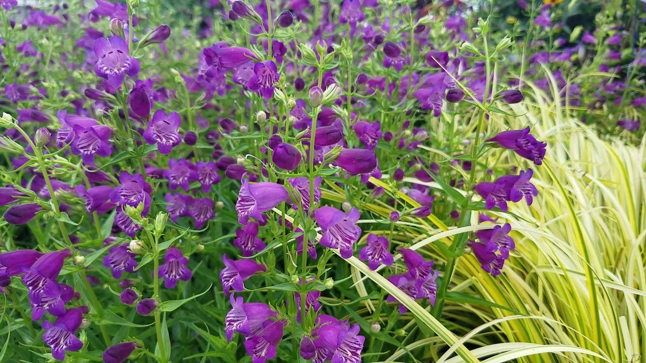Pennstemon Pikes Peak Purple