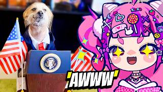 Download Lagu Ironmouse Reacts To The Best Pet Videos of the Decade.. MP3 Download Lagu Ironmouse Reacts To The Best Pet Videos of the Decade.. MP3