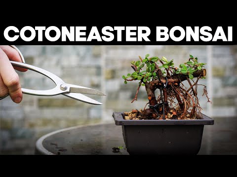 Video: Sny Cotoneaster-takke terug: leer hoe om Cotoneaster-plante te snoei