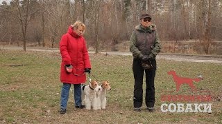 Охотничьи собаки. 16 серия. Жесткошёрстный фокстерьер