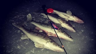 видео: НОЧНОЙ СУДАК в эхолоте ПРАКТИК 8 и ПЕРВЫЙ ЛЕД 2024 - 2025 картинка: НОЧНОЙ СУДАК в эхолоте ПРАКТИК 8 и ПЕРВЫЙ ЛЕД 2024 - 2025