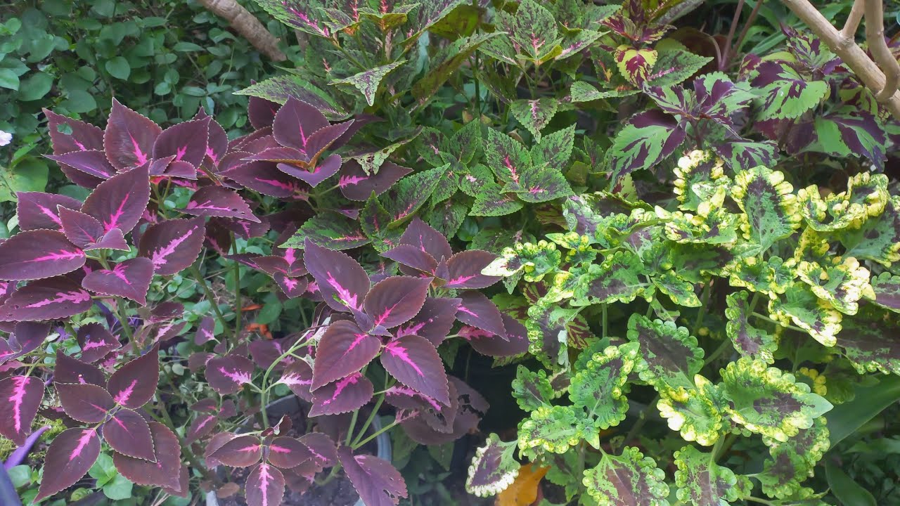Cantinho com Plantas de folhagens coloridas + substrato que uso nas suculentas. 