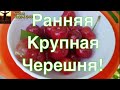 ЧЕРЕШНЯ КРУПНАЯ и РАННЯЯ. СОРТА ЧЕРЕШНИ. ТопСад