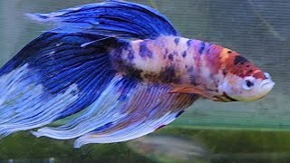 Relaxing | Betta Fish |Zebrafish  🐟🐡🐠