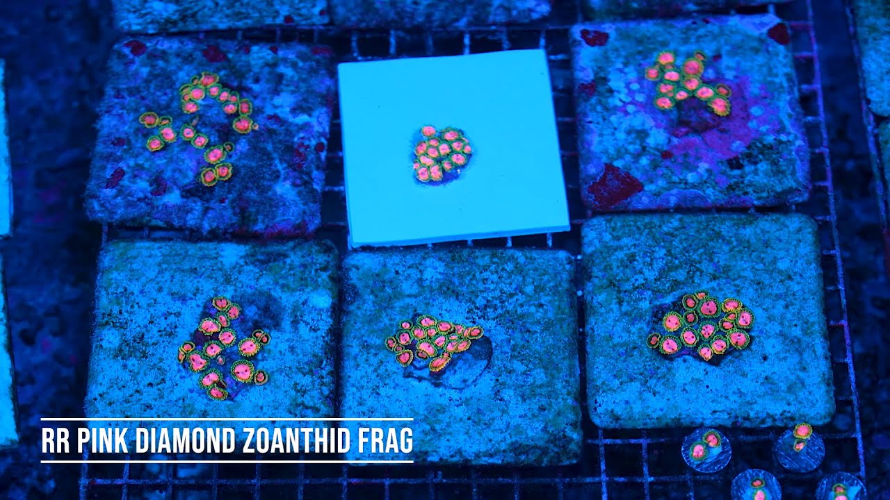 Stock Spotlight: RR Pink Diamond Zoanthid Frag