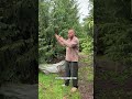 Растения, которые будут радовать каждый сезон #ландшафтныйдизайн #дача #ландшафт #сад