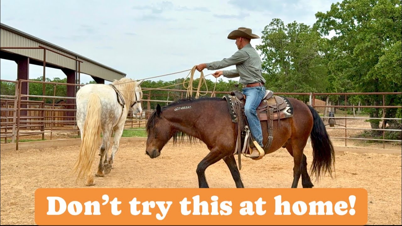 Going to New heights with Bucking bred Horse!
