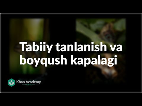 Video: Tabiiy tanlanishning uchta bosqichi qanday?