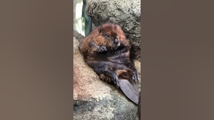 Утро в понедельник... 🦫 #мем