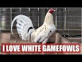 I love white offcolor gamefowls