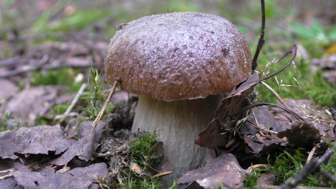 Парни впали в азарт! СОБИРАЕМ ГРИБЫ В ЛЕСУ! ПОЛЯНЫ БЕЛЫХ ГРИБОВ!