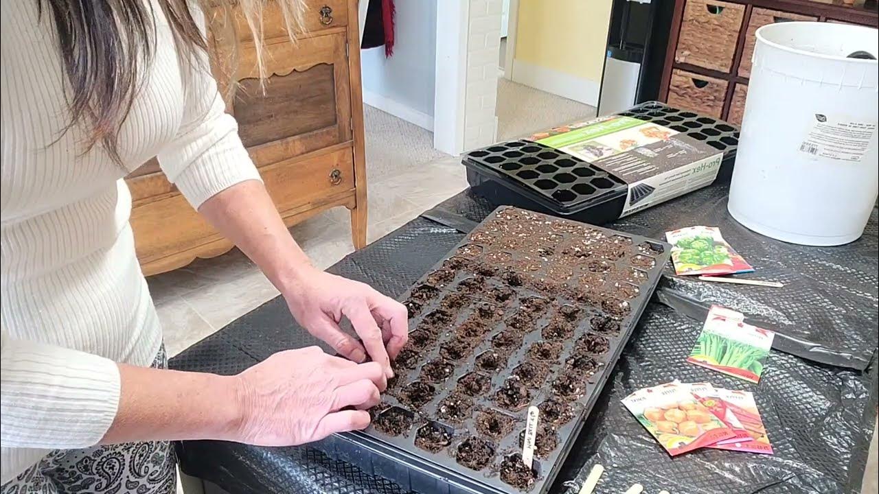 HOW TO Starting Peppers and Celery inside. Let's get started! YouTube