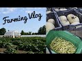 My day as a farm volunteer   ottawa food bank farming vlog  day in my life