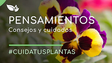 ¿Pueden las plantas sentir pensamientos?