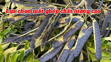 Lựa chọn mắt ghép cho cây bồ kết