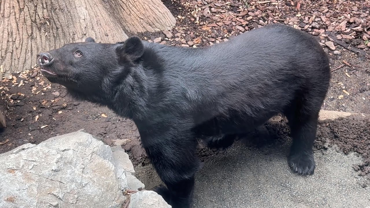 お空を見上げるツキノワグマさん【‎2025年‎9月20日】【上野動物園