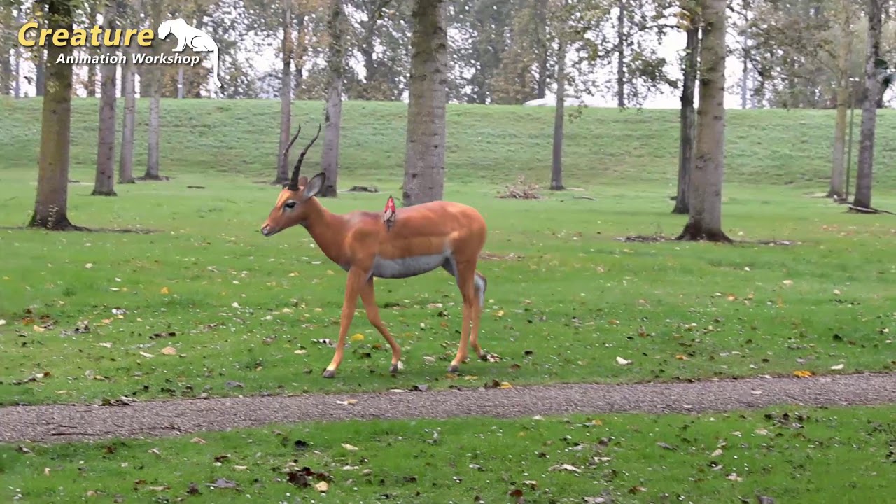 CAW Creature Animation Workshop works Nina Impala walk
