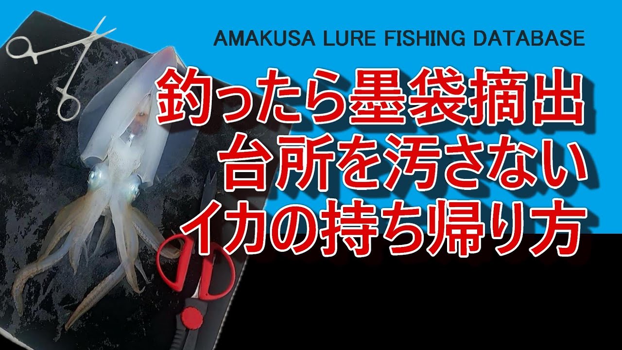 【永久保存版】釣ったらすぐに墨袋摘出。台所やクーラーボックスを汚さないイカの持ち帰り方【ティップランエギング】
