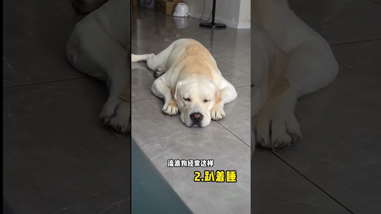 Unveiling Your Dog's Sleep Position: A Heartwarming Insight for Dog Lovers