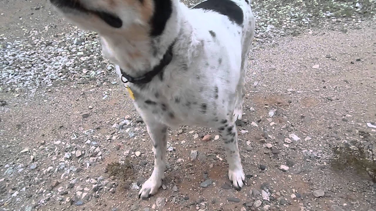 australian shepherd queensland heeler kelpie queensland heeler mix my new shelter rescue cattle dog in australian shepherd queensland heeler kelpie queensland heeler mix my new shelter rescue cattle dog in