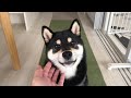 頭をなでたい飼い主 VS 頭だけはなでられたくない豆柴