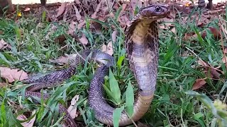 Old Man is Catching Cobra Snake From Tree