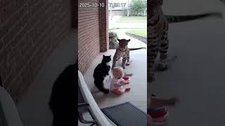Wild Cat Surprises Baby And Cat On Porch