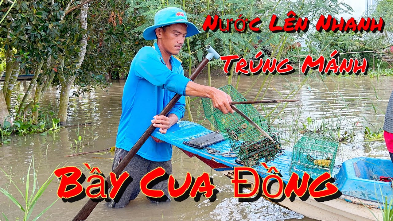Đặt Lợp Cua Trên Cánh Đồng Nước Nổi Một Ngày Bội Thu (săn bắt miền Tây 19)