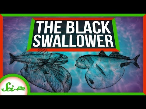 Meet The Black Swallower: Nature's Top Competitive Eater thumbnail