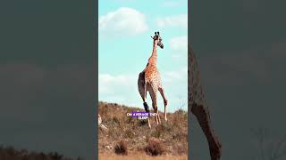 Giraffe sleep patterns