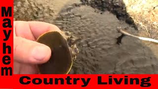 New hatched soft shell turtle