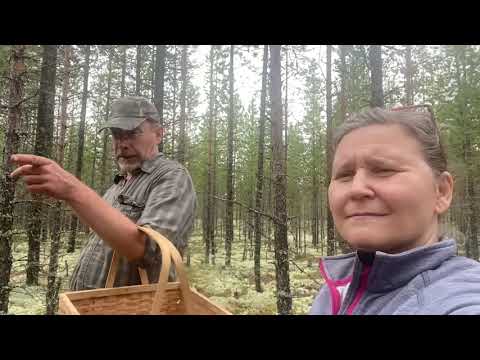 Video: Suolatut hunajasienet talveksi kylmällä ja kuumalla kypsennysmenetelmällä