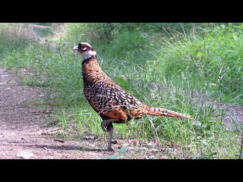 Reeves's Pheasant -